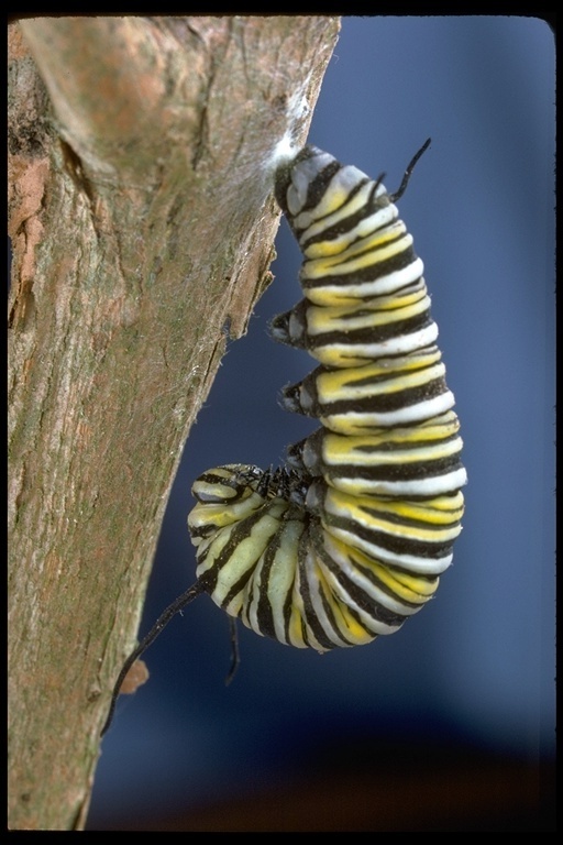 帝王斑蝶的圖片