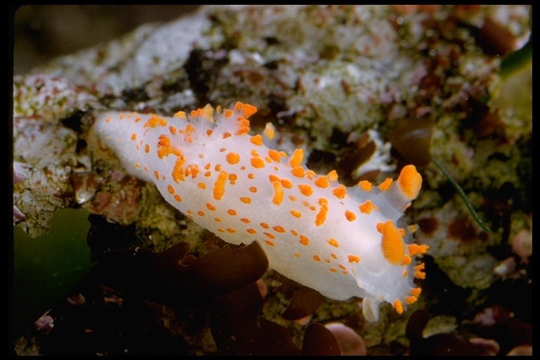 Image of Clown Dorid