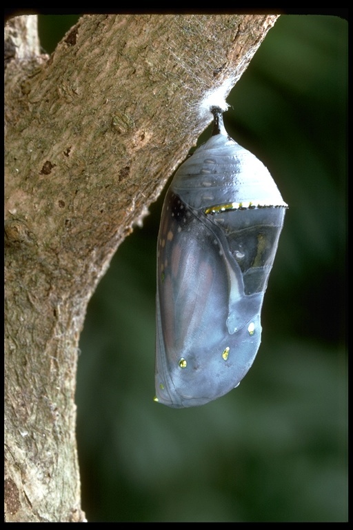 帝王斑蝶的圖片