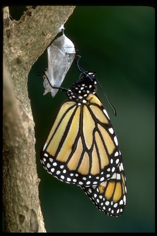 Kral kelebeği resmi