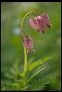 Image of Bleeding heart