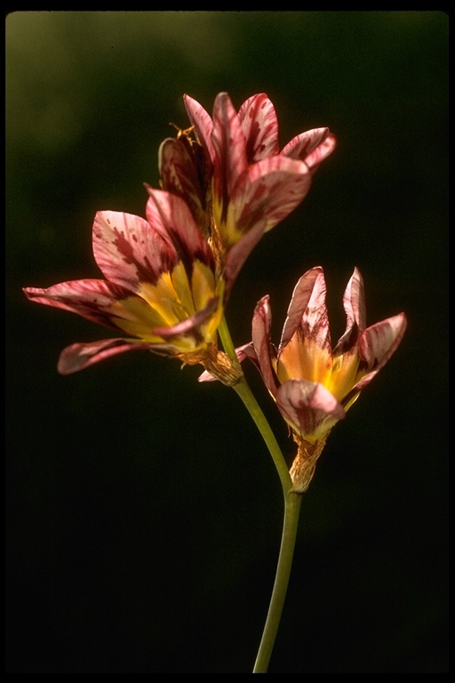 Image of spotted African cornlily