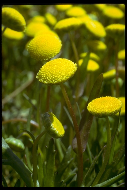 Image of common brassbuttons