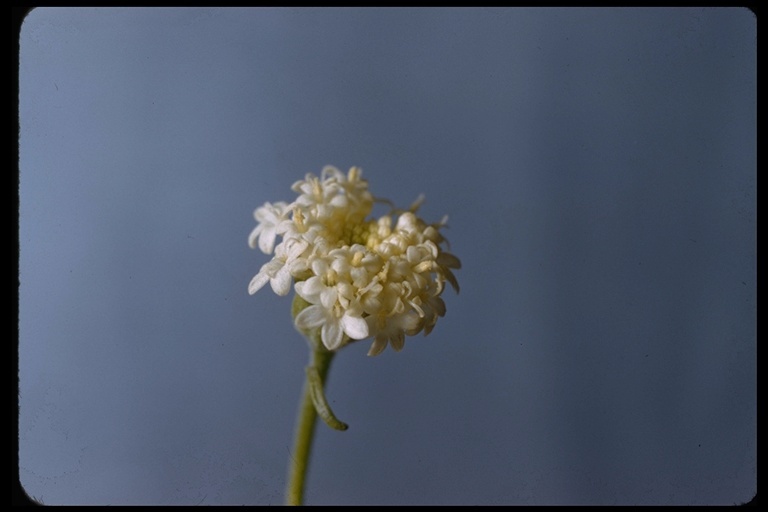 Image of Esteve's pincushion