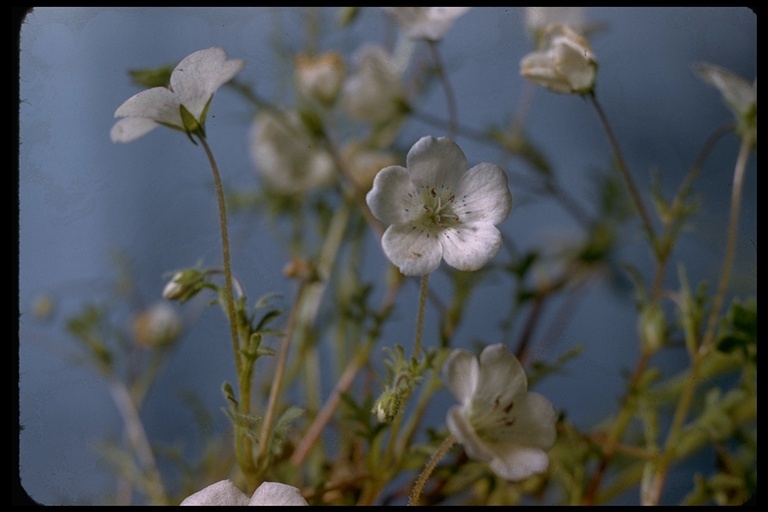 Imagem de Nemophila