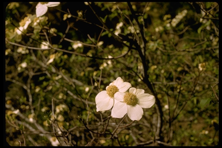 Image of Pacific dogwood