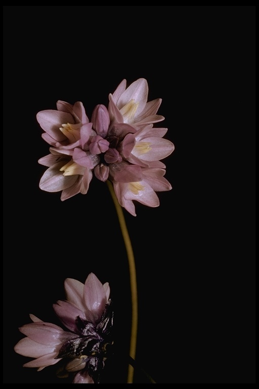 صورة Dichelostemma capitatum (Benth.) Alph. Wood