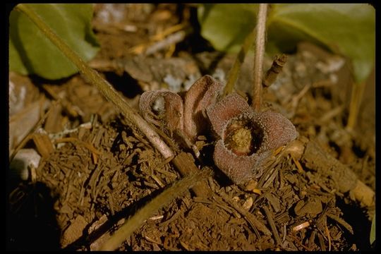 Image de Asarum caudatum Lindl.