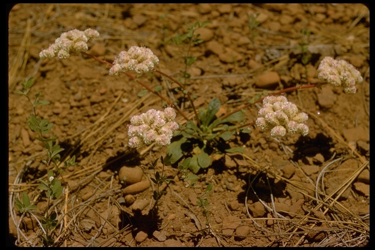 صورة Cistanthe monosperma (E. Greene) M. A. Hershkovitz