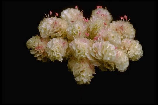 Image of Mt. Hood pussypaws