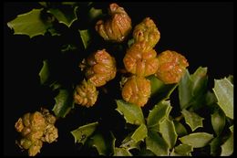 Image of Mahonia