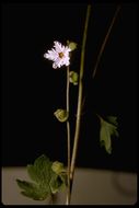 Image of San Francisco woodland-star