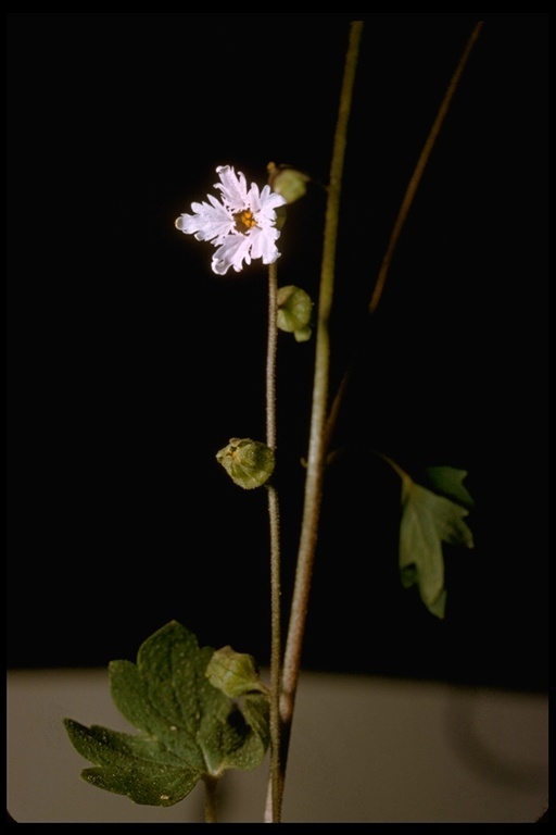 Image of San Francisco woodland-star