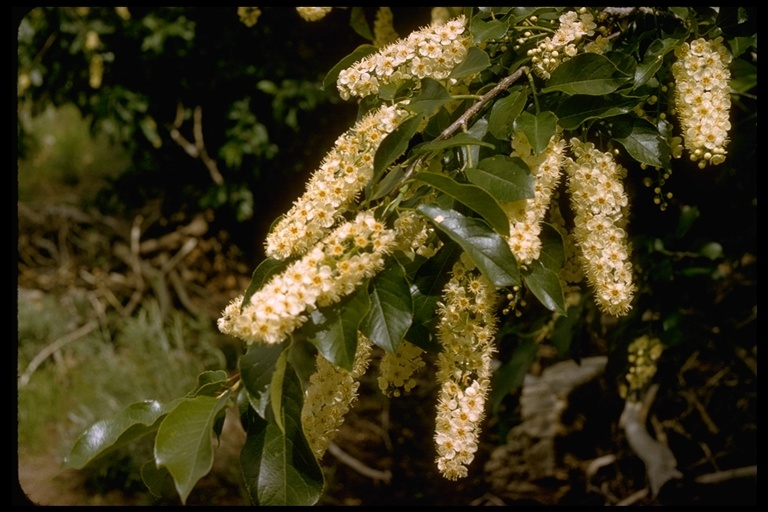 Sivun Prunus virginiana var. demissa (Nutt.) Torr. kuva