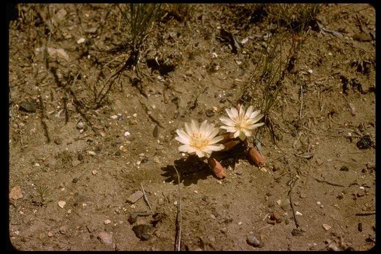 Image of lewisia