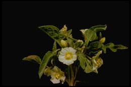 Image de Leucophysalis nana (A. Gray) Averett