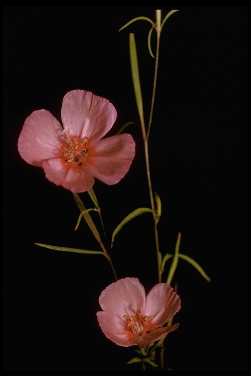 Image of ruby chalice clarkia