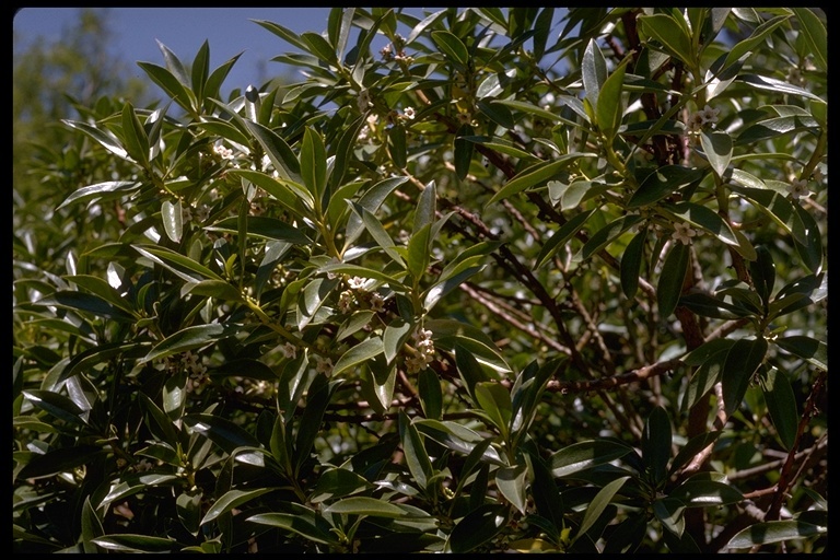 Image of Mousehole tree