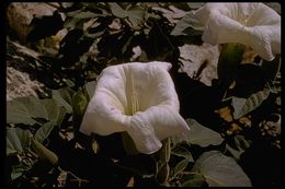 Imagem de Datura wrightii Hort. ex Regel