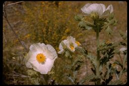 Image of pricklypoppy