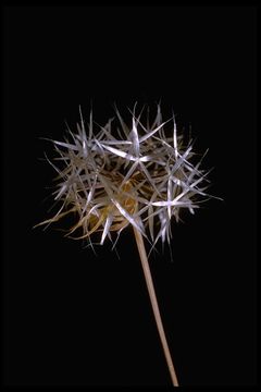 Image of <i>Uropappus lindleyi</i>