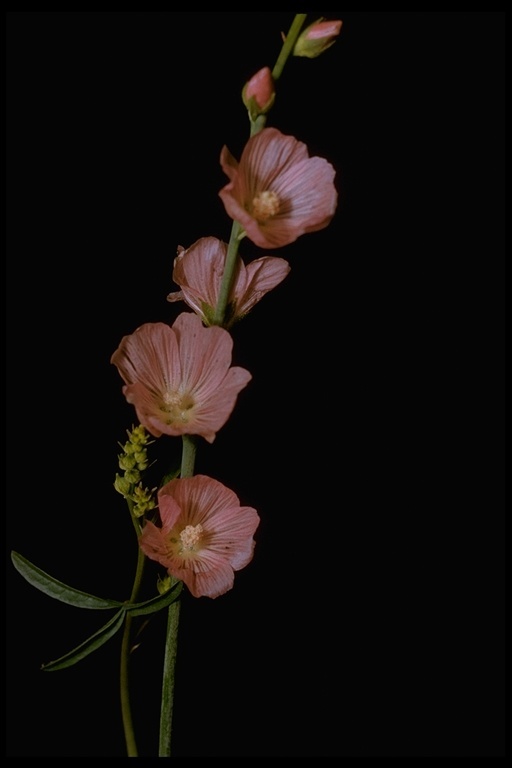 Image of checkerbloom