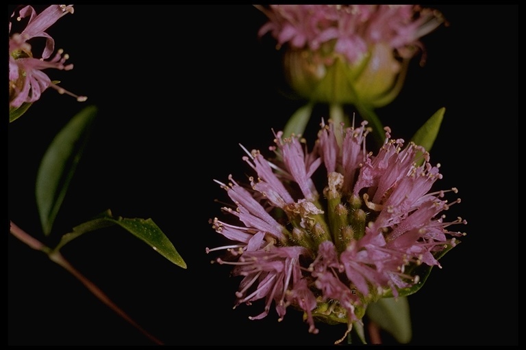 صورة Monardella breweri subsp. lanceolata (A. Gray) A. C. Sanders & Elvin