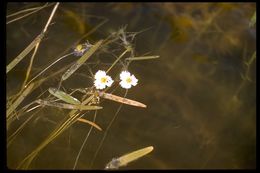 Image of California damsonium