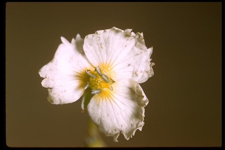 Image of California damsonium