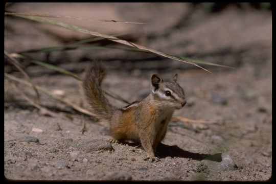 Image of Least Chipmunk