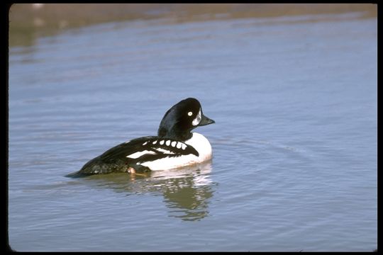 Image of Barrow's Goldeneye