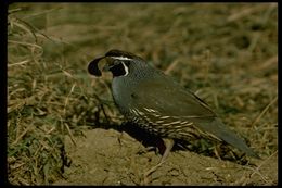 Image of California Quail