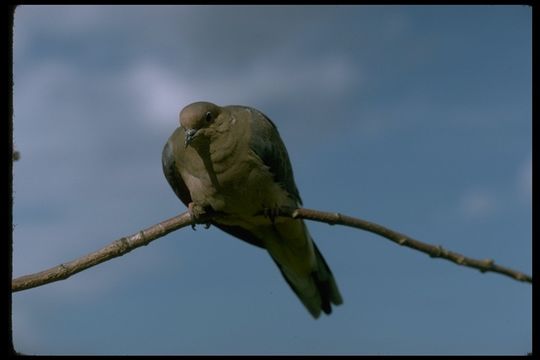 哀鸽的图像