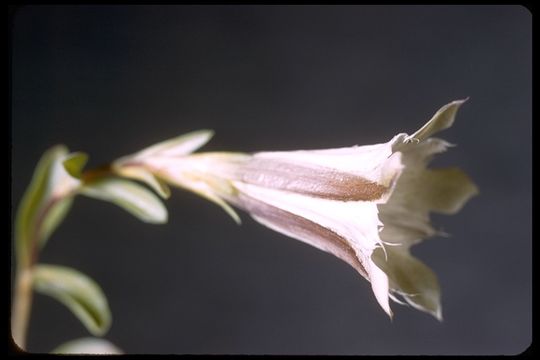 Image of alpine gentian