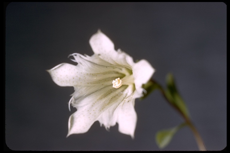 Слика од Gentiana newberryi A. Gray