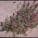 Plancia ëd Astragalus mohavensis S. Wats.