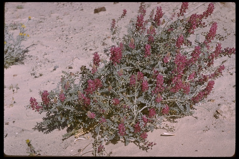 Image of Mojave milkvetch