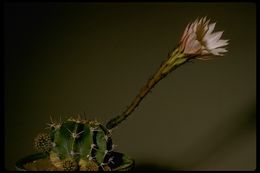 Image de Echinopsis oxygona (Link) Zucc. ex Pfeiff.