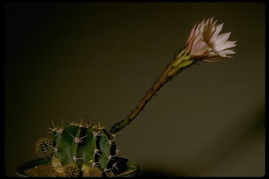 Image de Echinopsis oxygona (Link) Zucc. ex Pfeiff.