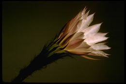 Image de Echinopsis oxygona (Link) Zucc. ex Pfeiff.