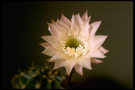 Echinopsis oxygona (Link) Zucc. ex Pfeiff. resmi