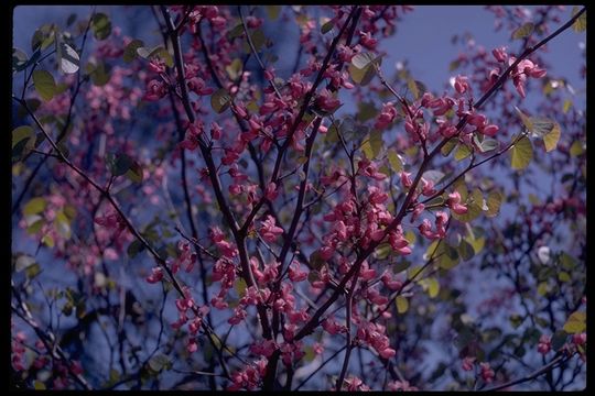 Image of Texas redbud