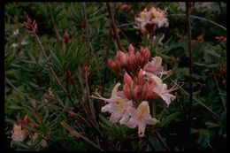 Image of mountain azalea