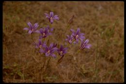 Image of harvest brodiaea