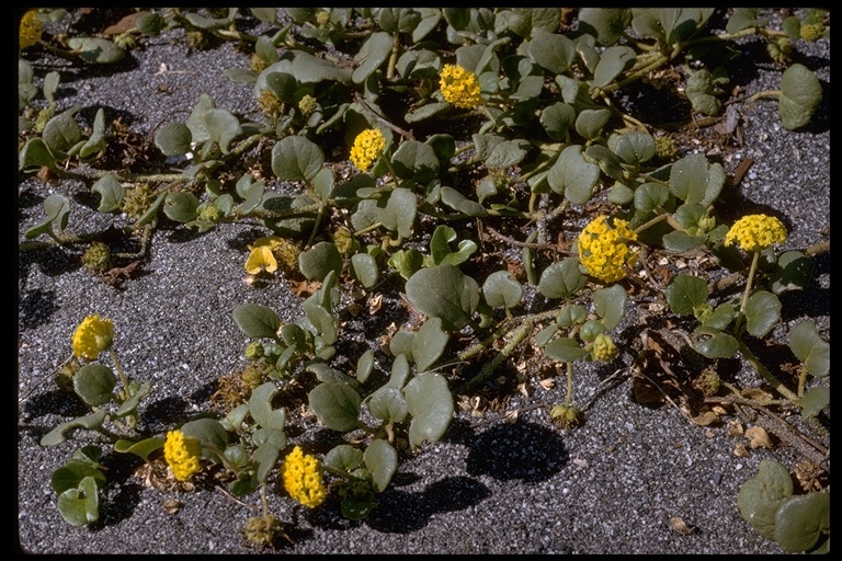 Image of coastal sand verbena