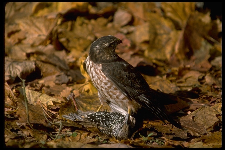 Plancia ëd Accipiter striatus Vieillot 1808