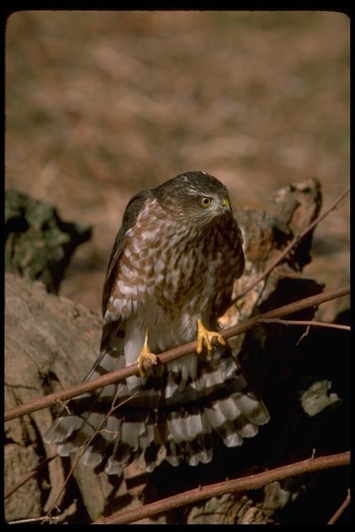 Plancia ëd Accipiter striatus Vieillot 1808