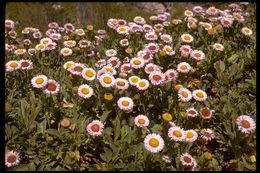 Image of seaside fleabane