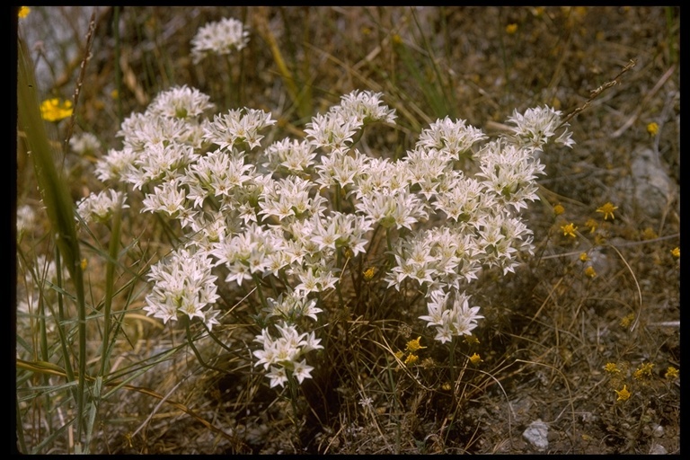 Image of pitted onion