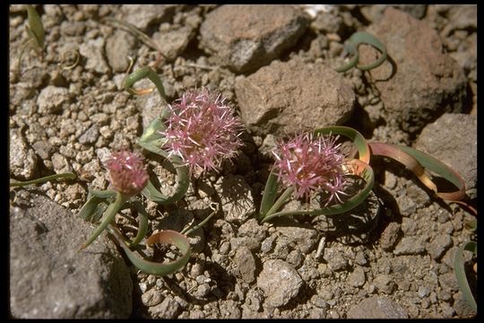 Image de Allium platycaule S. Watson